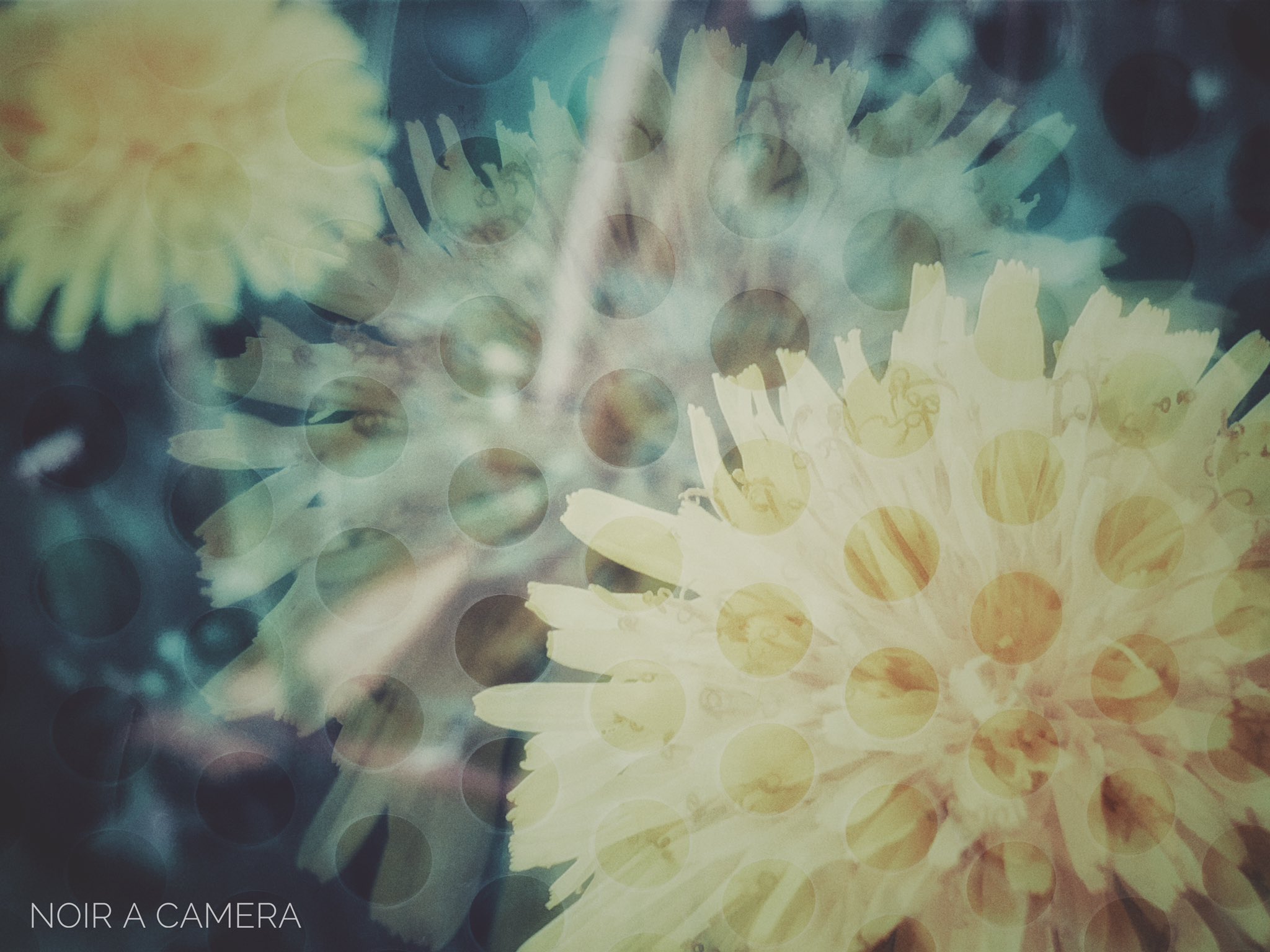 Noir A Camera 英名 ダンデライオン Dandelion は フランス語のダンドリオン Dent De Lion ライオンの歯 の意味が訛ったもの だとか 語源って 面白いですよね たんぽぽ 写真 Photo Coregraphy 写真好きな人と繋がりたい 写真で伝え