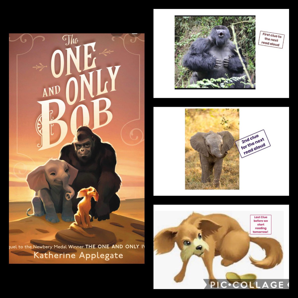 Highlight of the week 🦍🐘🐕 throwing out 3 clues today to Ss to guess our next virtual read aloud <a href="/Seesaw/">Seesaw</a> <a href="/kaaauthor/">Katherine Applegate (kaaauthor.bsky.social)</a> #readytoread🖤 #superexcited ✨📚💻