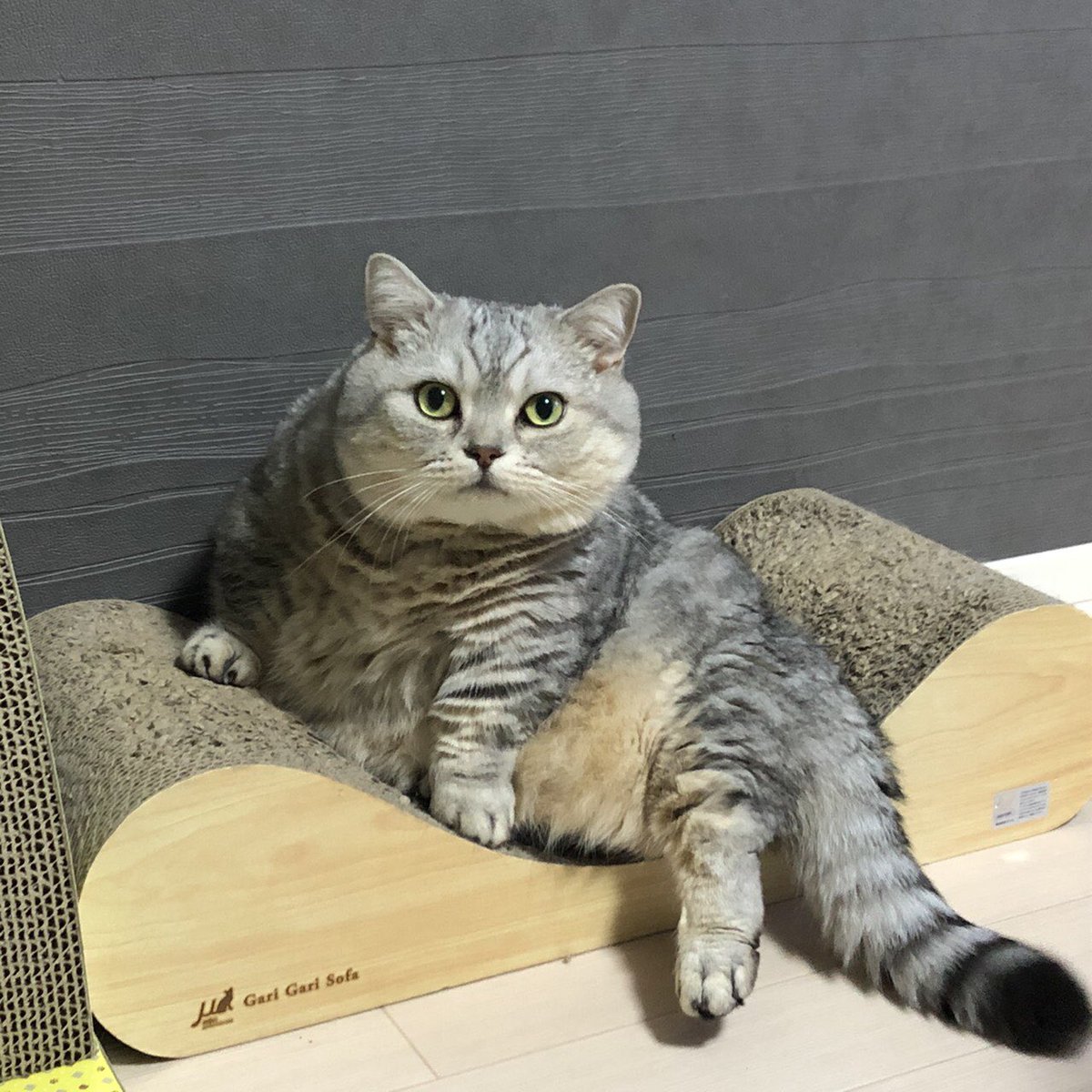 ぶりまめtv ちゃま Na Twitteru ご飯だよ って喋りかけた時のでぶ猫 マンチカン でぶ猫
