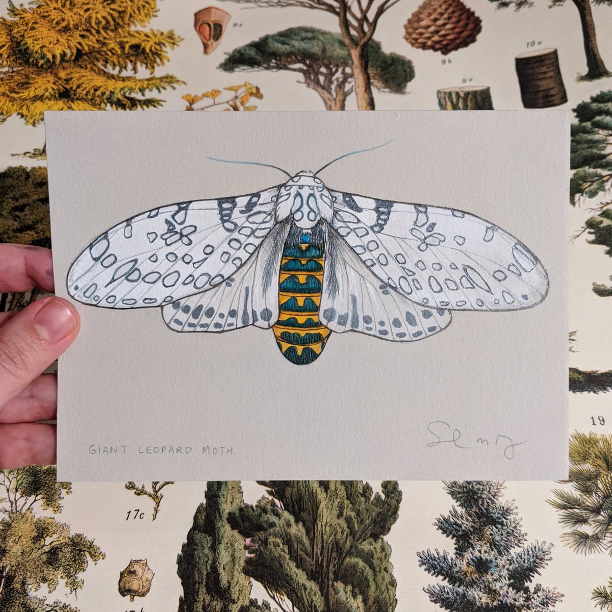 SarahRyanDraws's tweet photo. Day 53/100: today's #100dayproject drawing is a Giant Leopard moth. I'm guessing it's named for its spots.
#100dayproject2020 #the100dayproject #the100dayproject2020 #moth #leopardmoth #giantleopardmoth #illustration #illustrator #art #artist #artwork #sarahdrawsthings #gouache https://t.co/ZAfwZY1sed