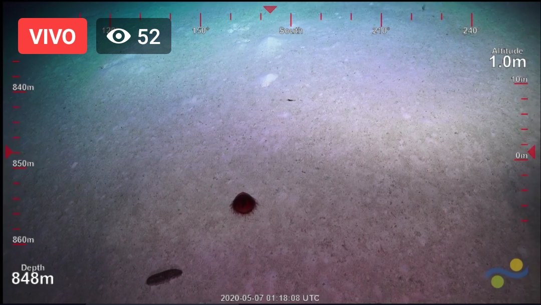 🔈Happen right now! Hydromedusae and sea cucumber at north west of Holmes Reef Australia #VisioningCoralSea #OzOceans2020 @echinoblog