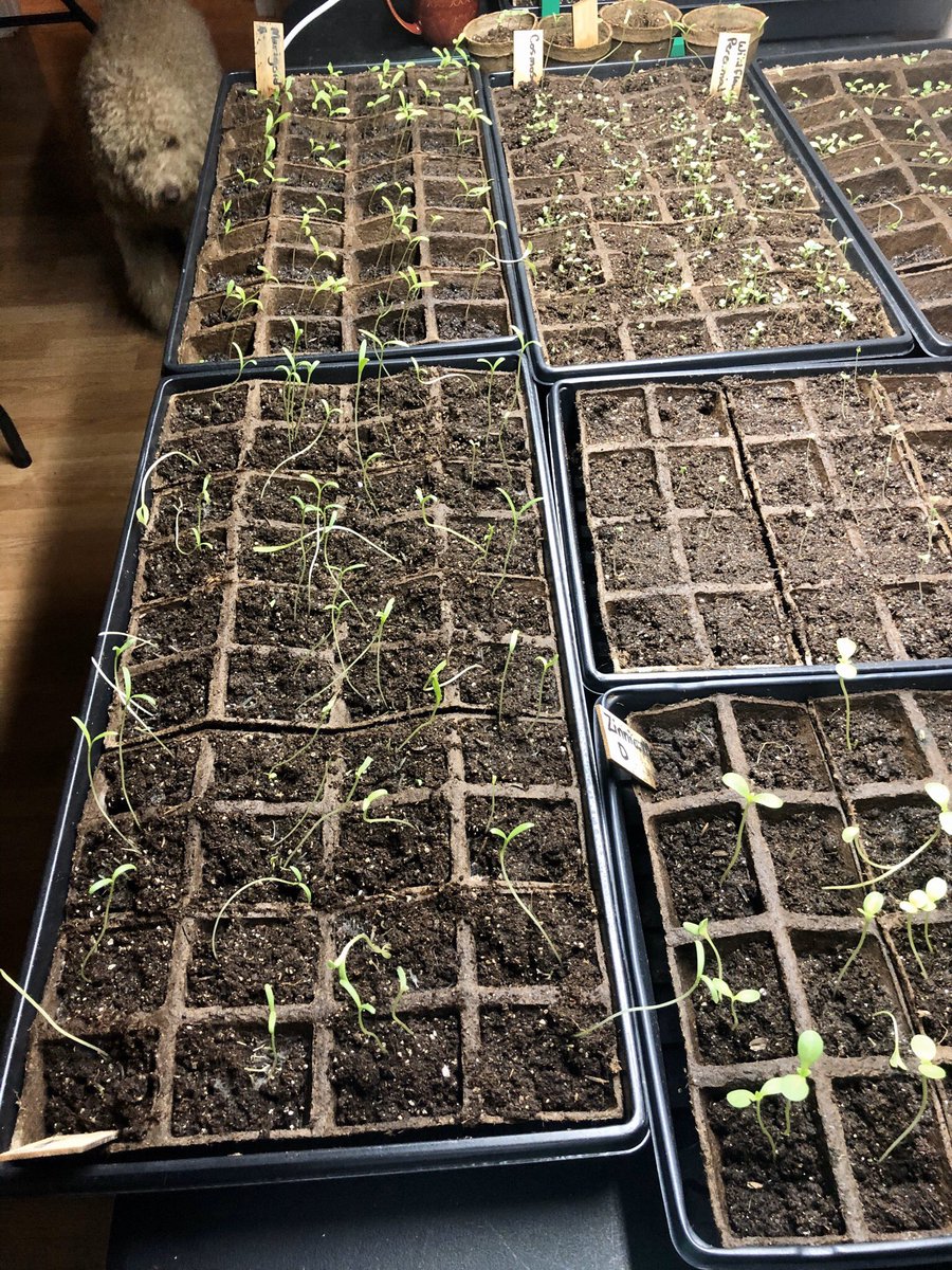 ShellbiesDecor's tweet image. The boss is inspecting the seeds and says they’re too leggy. 🐶 #dog #seedlings #plantproblems