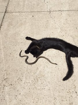 buzz77_buzz's tweet photo. why did I find my cat hanging out with a snake? neither harmed- just basking together
cat #cats #loves #animals #Animal #chat #Chatsworth  #VEGAN #vegancat #like #love #cute #kitten #kittens #Meow  #UK #USA #US #love #cute #猫  
@FatCatRecords @dodo @TheHardyBoyCats @1CatShepherd https://t.co/9m02sa4jM0