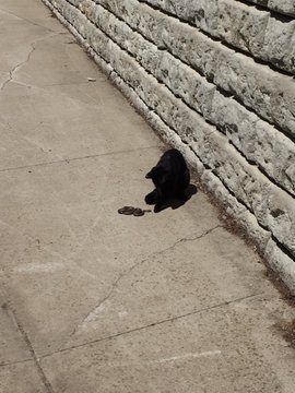 buzz77_buzz's tweet photo. why did I find my cat hanging out with a snake? neither harmed- just basking together
cat #cats #loves #animals #Animal #chat #Chatsworth  #VEGAN #vegancat #like #love #cute #kitten #kittens #Meow  #UK #USA #US #love #cute #猫  
@FatCatRecords @dodo @TheHardyBoyCats @1CatShepherd https://t.co/9m02sa4jM0