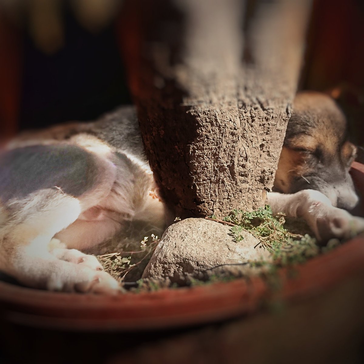 En #Adopción!
✔️ Cachorro
✔️2 meses y medio
✔️Tamaño estimado: mediano
✔️Macho
✔️Desparasitado
✔️Vacunado: primera dosis
Fue abandonado con 4 hermanos más, te animas a darle un hogar? Comunicate con nosotros @bicheros y hace que esta historia tenga un final feliz
📱0351 153208541