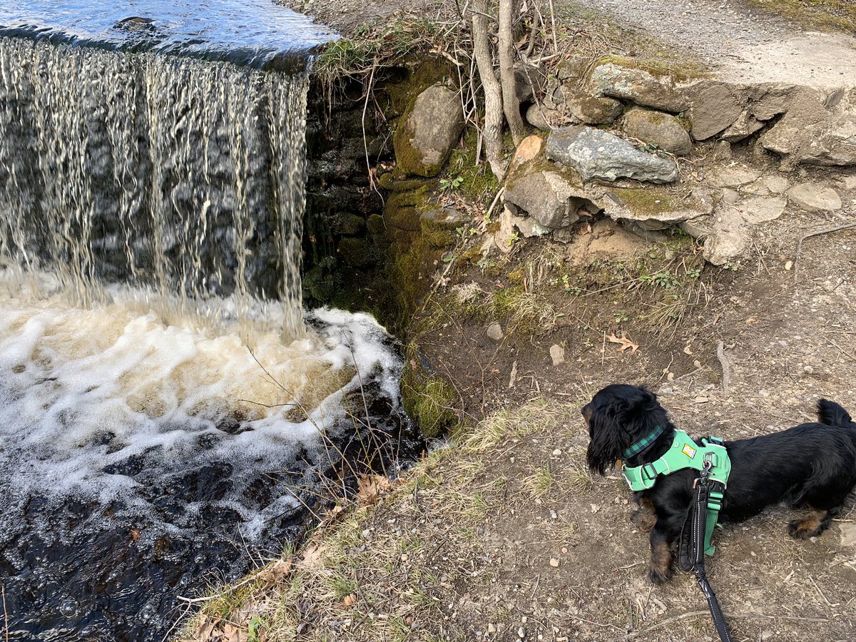 BeckyChez's tweet photo. Great day for a nice hike in the woods with my puppies for #WalkToSchoolDay! #stayactive #virtualwalkma @SilviaFUTP60FR https://t.co/raMZk57XzB
