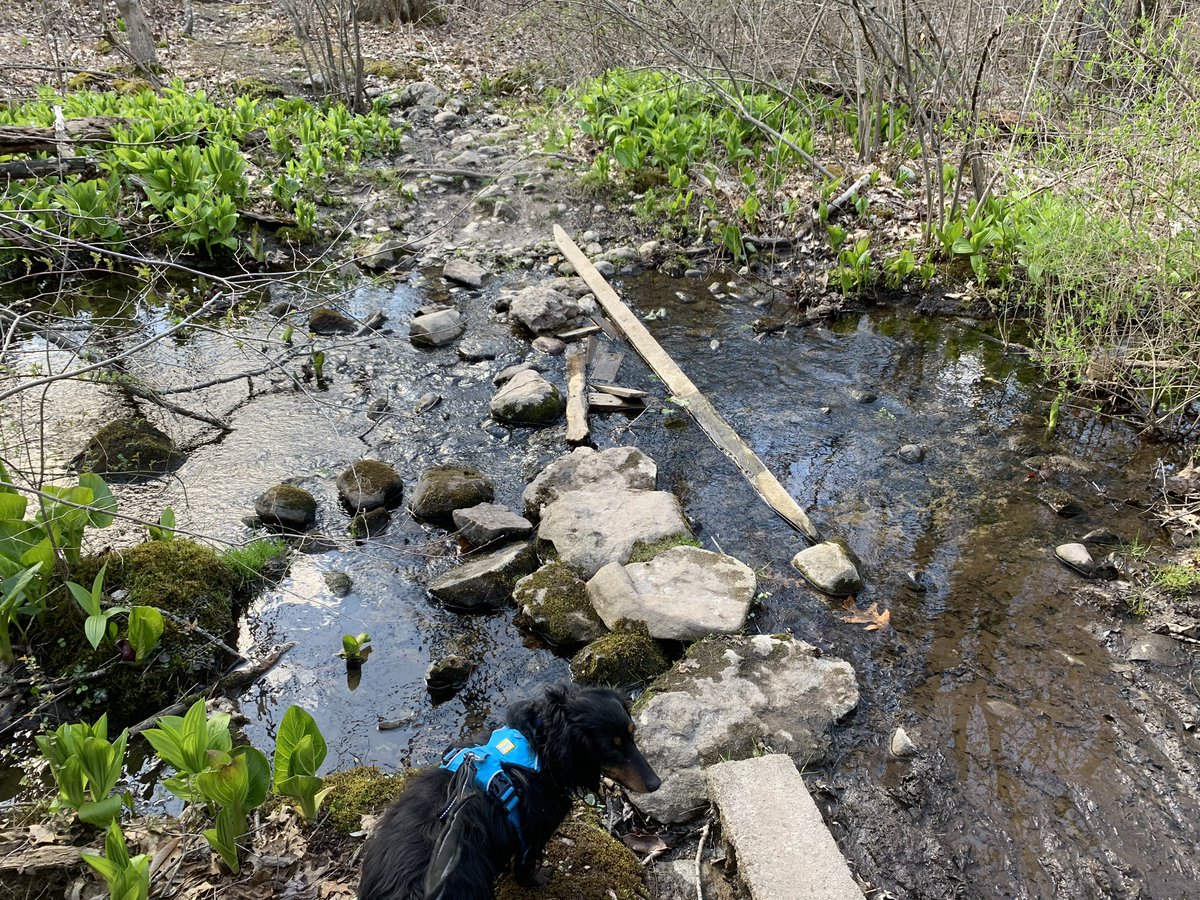 BeckyChez's tweet photo. Great day for a nice hike in the woods with my puppies for #WalkToSchoolDay! #stayactive #virtualwalkma @SilviaFUTP60FR https://t.co/raMZk57XzB