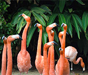 cindygordon324's tweet photo. I just solved the puzzle 154 pieces without rotation in PuzzlePlus: Animals app https://t.co/10QGVUjG3E #PuzzlePlus https://t.co/0GfAW2q9ST