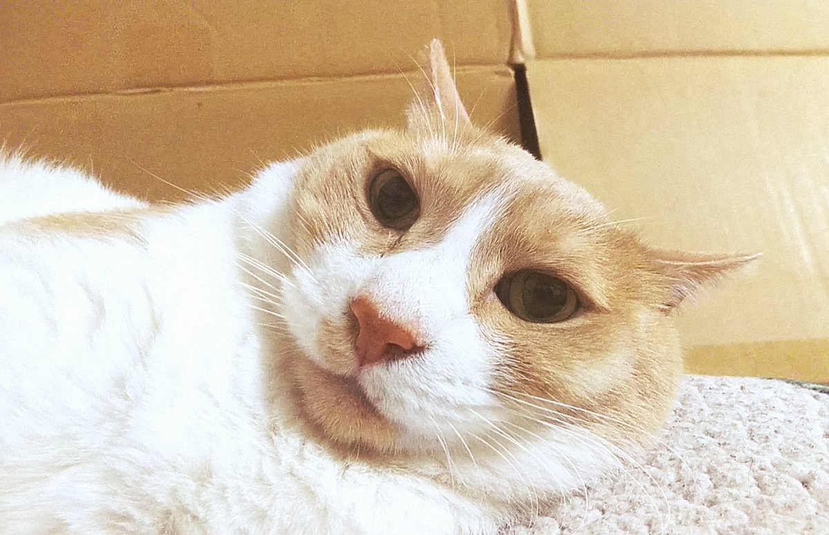 マカロン とろりん枕カバー On Twitter 昨日のちゃみなり おかげで寝不足マカよ 雷のせい 猫写真 猫好きさんと繫がりたい 猫のいる生活