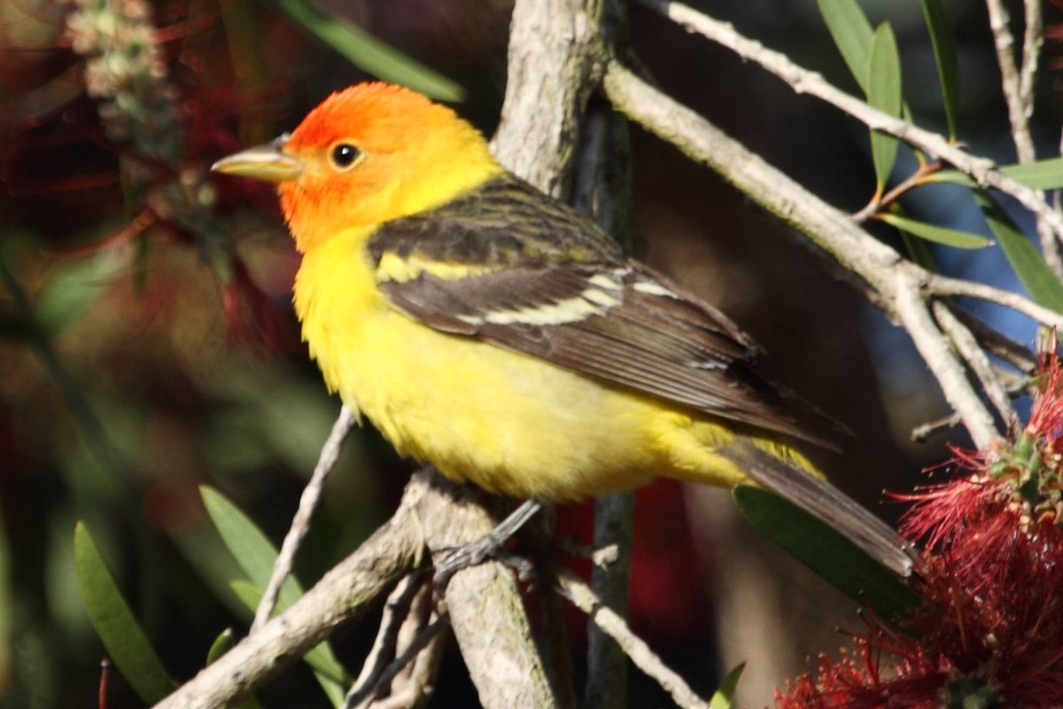 AmaiEarth's tweet image. First time we’ve seen one of these little guys in our yard! Even though he was pretty far away, we managed to get a quick picture while he was darting from branch to branch in the bottle brush.

#westerntanager #backyardbirds
#stillathome #carlsbadca #simplepleasures