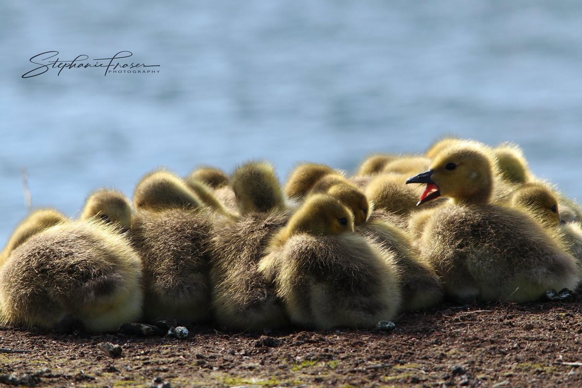 Hey get off my foot!  #naturecanada #babywildlife #goslings @NatGeoPhotos