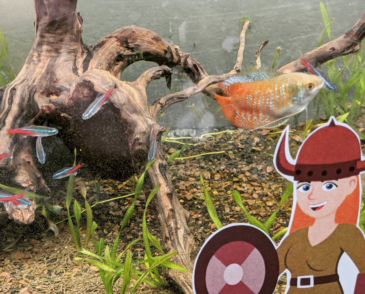 RipleyHighNews's tweet photo. You might think the school is creepy at night, but these bright friends keep us company. Where am I?
#FlatVikings #RiHSPride #RipleyVikes @RipleyHSWV https://t.co/TZKkvYaxYc