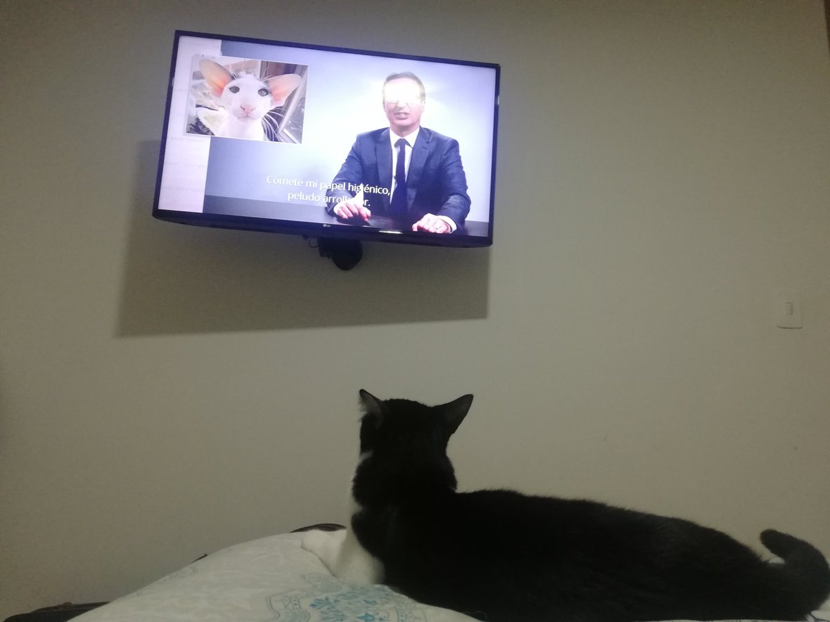 MaraCristinaOv1's tweet photo. It works! #catweektonight https://t.co/3czjUvSbQS