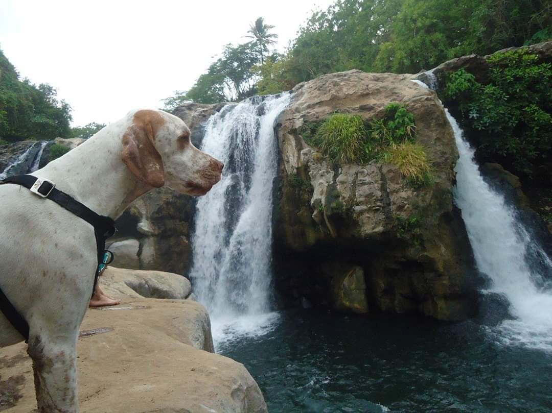 tribuplan's tweet photo. RT @brendasantisima " PerriturismoES # 12, Malacatiupán, Ahuachapán. 1er Aniversario
#PerriturismoES #CaminataConPerros #SomosLosUnicos #PatitasDePaseo #TurismoInterno #TuriPet #I❤🐾 #MITUR #TurismoFamiliar #Perrituristas #PerriDestinos https://t.co/r6eGYtimtA #tribuplan