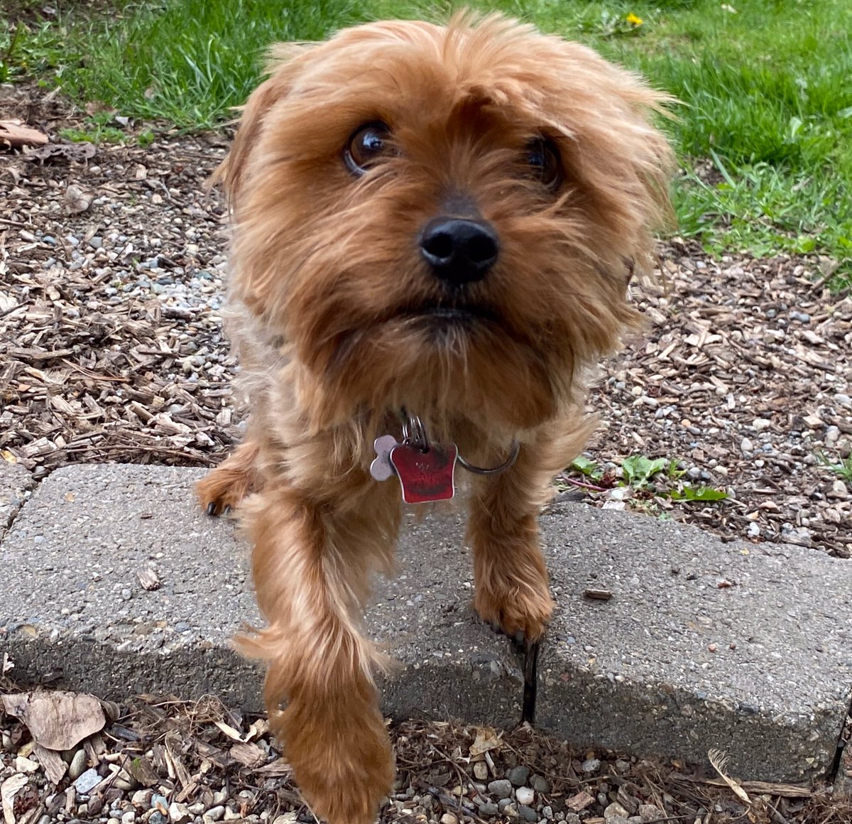 Tedkinz's tweet photo. Tiny Dog’s head is too large for her body. 
Seriously.
It is. 
#AmIRight
#BrainIsStillTinyThough https://t.co/rsHEz2Ao5y