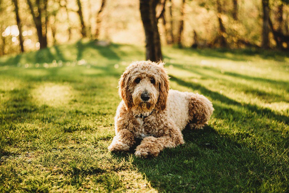 🐶☀️🍃