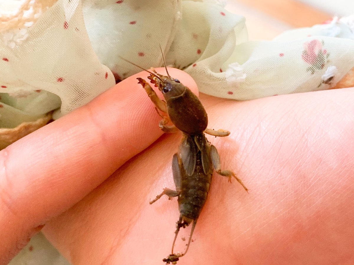 きなこ 針村 姪っ子がお庭でオケラ見つけてきたーーーー ひいい かわいい オケラかわいい