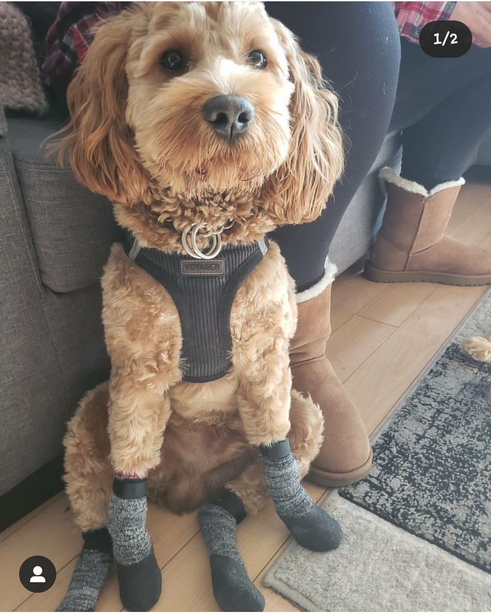 soquinda's tweet photo. Doggo 
Mr patient 🤭 https://t.co/cJ0y9FM3qe