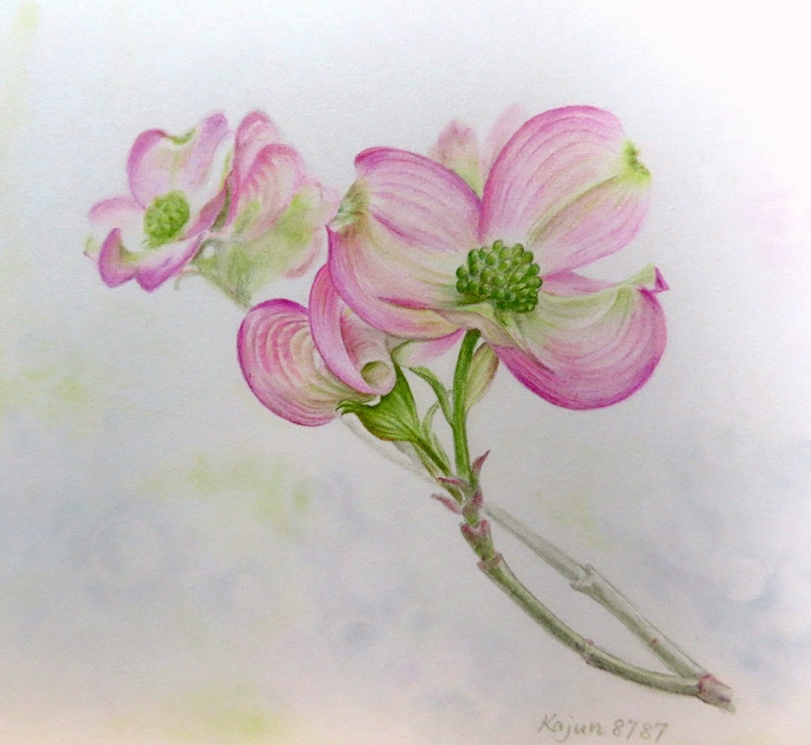 Kajun Twitter પર ハナミズキの色鉛筆画です 色も花の姿も可愛らしい花木です 色鉛筆画 色鉛筆イラスト ハナミズキ T Co Aw7pqby0z7 Twitter