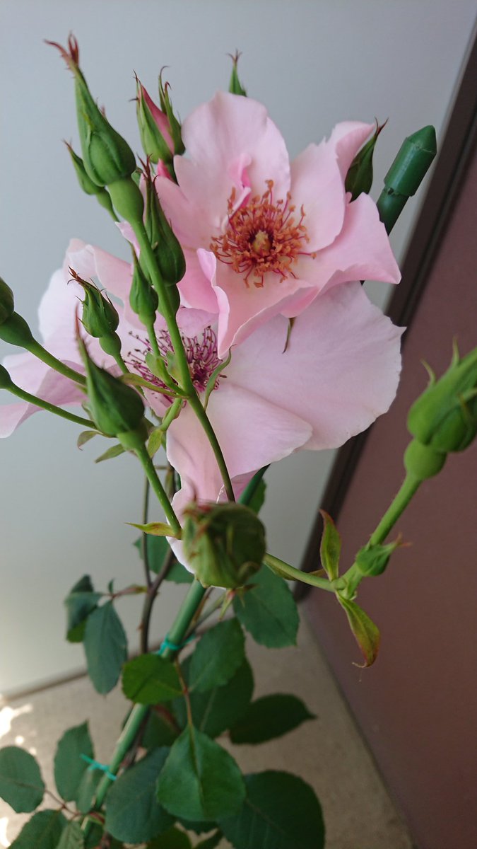 yuukaszk's tweet photo. 本日のバラ
🌹ヽ(*´∀｀)ノ🌹
#ROSE 
#daintybess #princessanne #davidaustin #peace #distantdrums #crazytwo https://t.co/wztZBstc9h