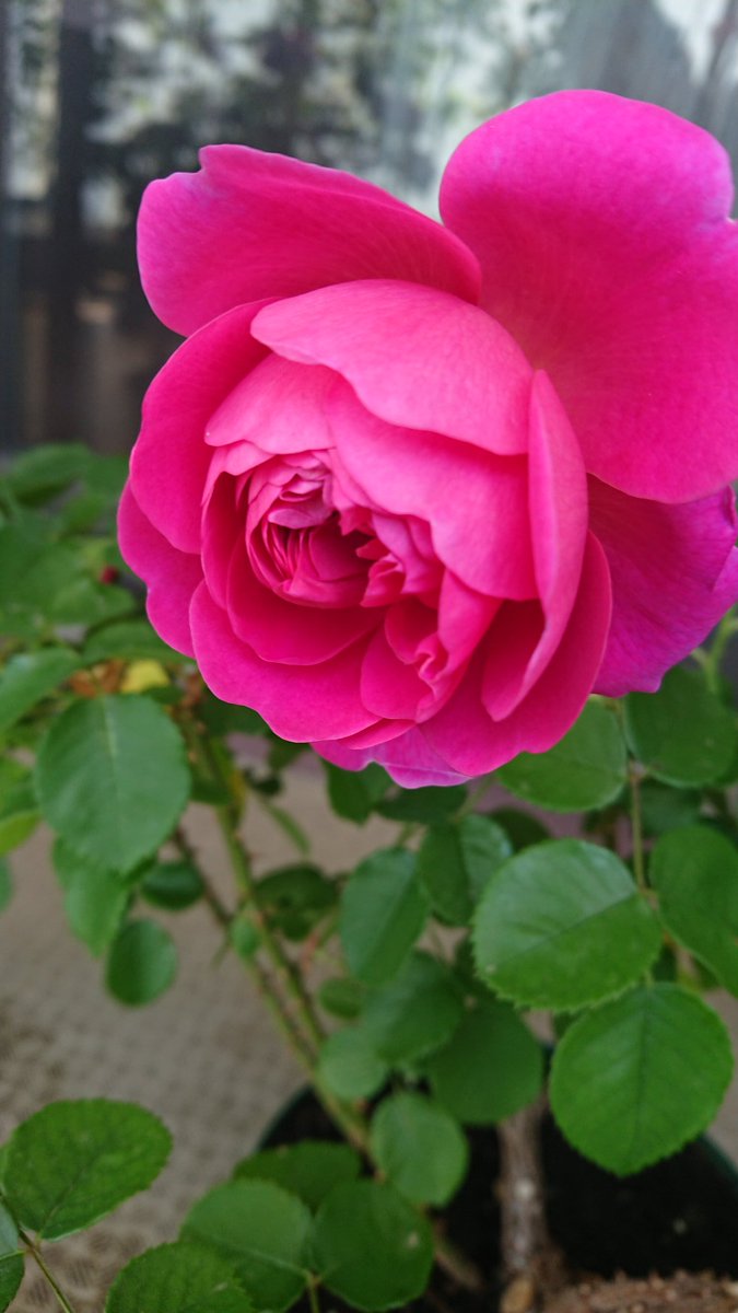 yuukaszk's tweet photo. 本日のバラ
🌹ヽ(*´∀｀)ノ🌹
#ROSE 
#daintybess #princessanne #davidaustin #peace #distantdrums #crazytwo https://t.co/wztZBstc9h