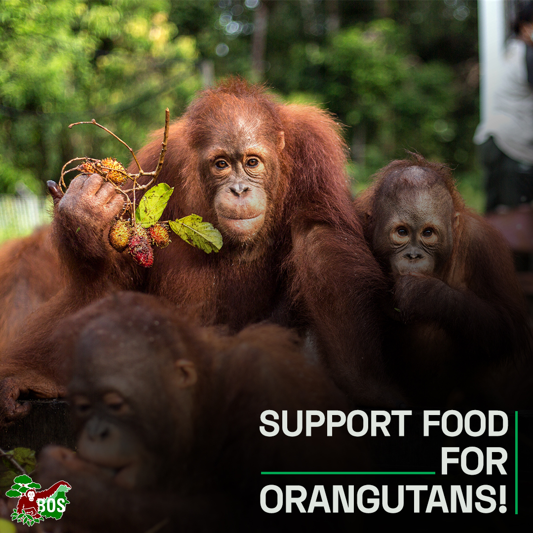 bornean_OU's tweet photo. [1/3] Did you know that orangutans spend most of their time feeding? In our rehabilitation centres, we provide our orangutans with a diet consisting primarily of fruits and vegetables. https://t.co/ujLAOwAgc0