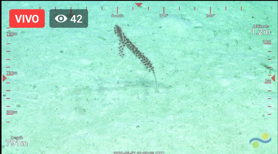 Some megafauna taken by ROV #SuBastian between 900 and 600 m depth at the north west of Holmes Reef Australia #VisioningCoralSea #OzOceans2020 keep the thread ⏩