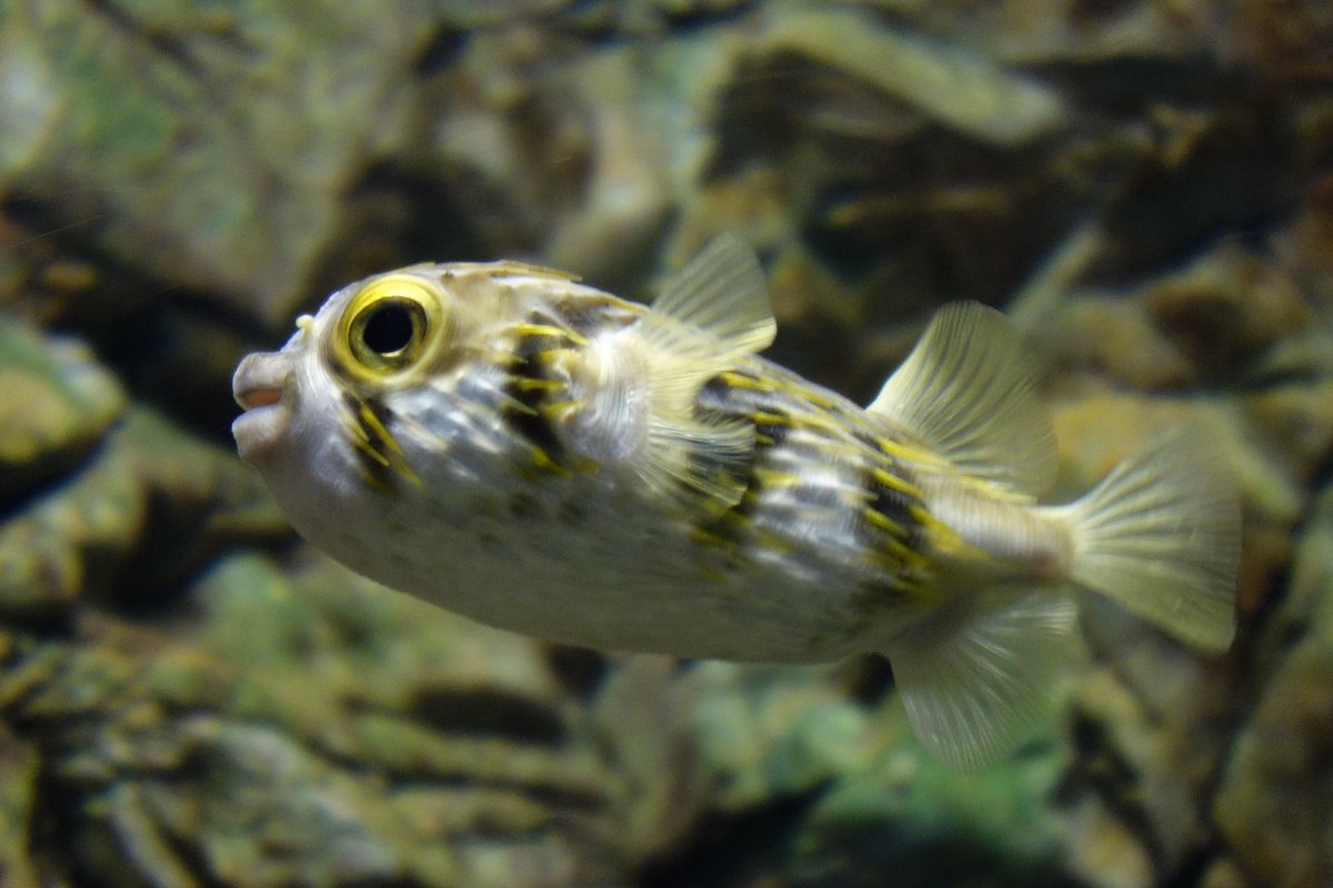 バナンさん 何の脈絡も無く水族館の画像を貼る 海響館 サザングローブフィッシュ