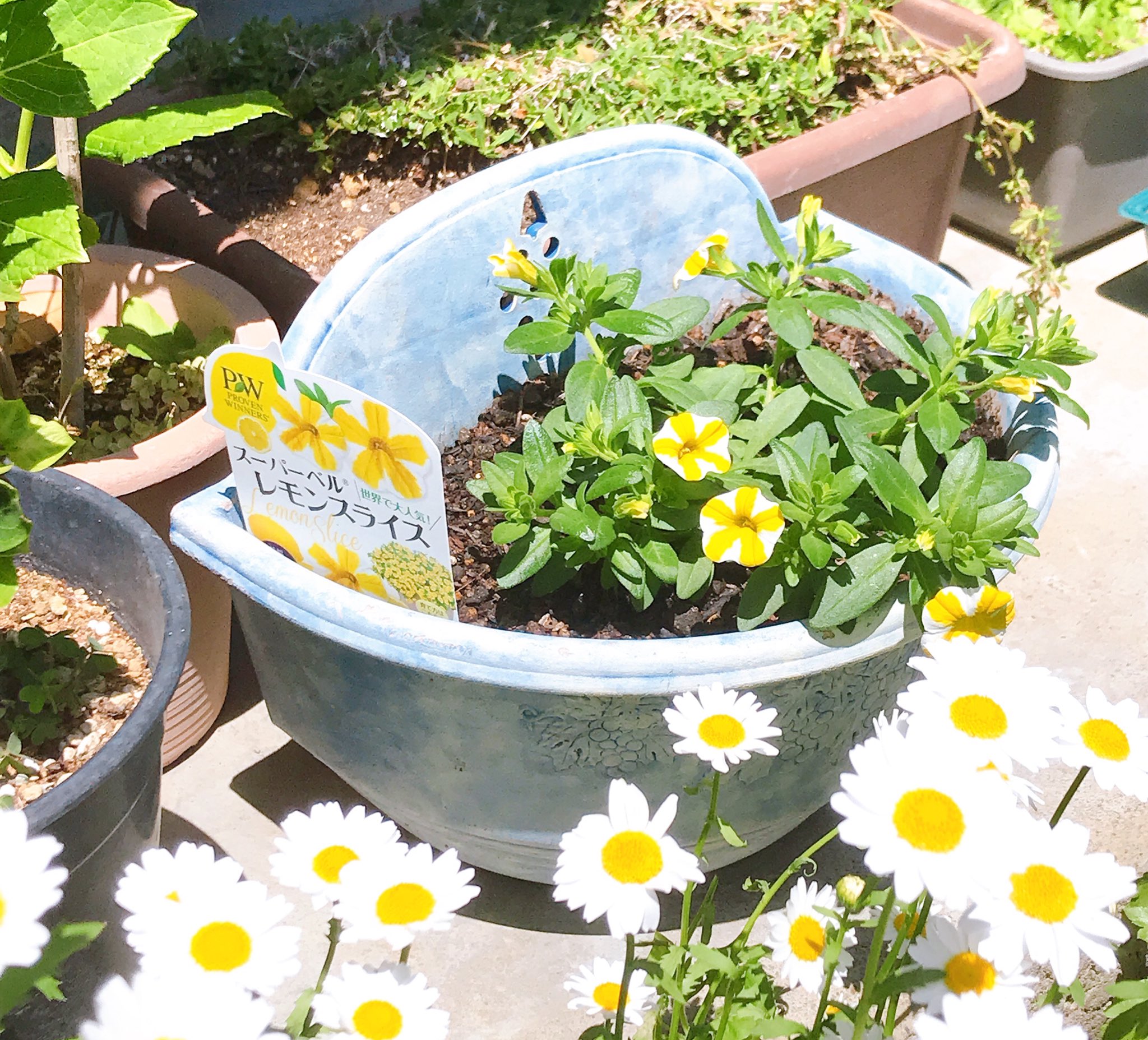 コンキュート Twitter પર スーパーベルというお花 カリブラコアの改良種 のレモンスライスという色の品種が咲いてきました ペチュニア サフィニア カリブラコア系は花柄を摘むとベタベタするし花数も多いのでお世話が大変なのだけど今年はがんばるぞ