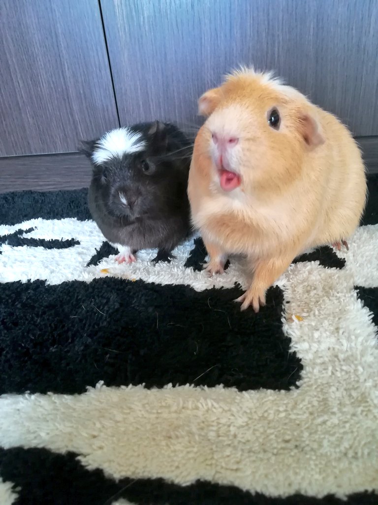 Twitter पर Yume ミアとここ モルモット クレステッドモルモット 小動物 Guineapig Cavya T Co I3sxqhapqw Twitter
