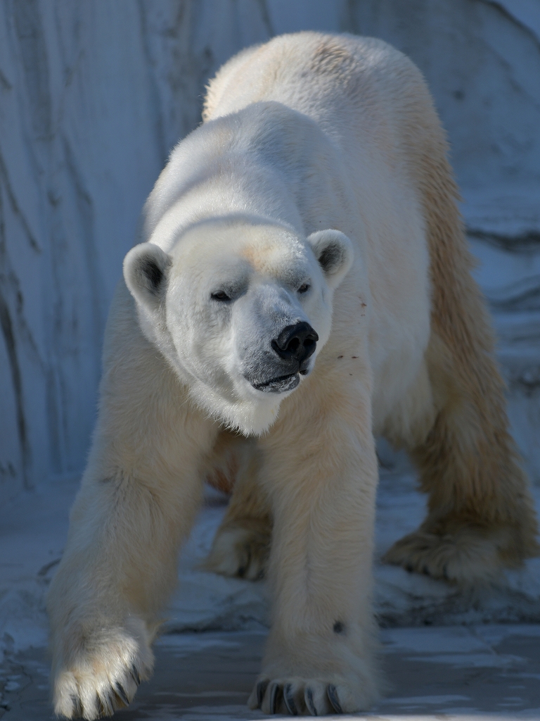 tsuzukiani's tweet photo. ホッキョクグマ、サスカッチ、安らかに。
そ��てありがとう。

自分の中の東山動植物園はだんだんと寂しくなっていく。 https://t.co/I5zHj82UMp