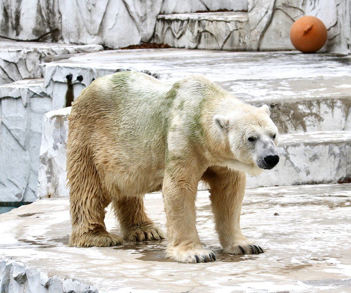 Tama サスカッチ 今まで何度も命の危機を 乗り越えてがんばったよね 安らかに眠ってください でも 寂しいよ 19 11月 17 9月 東山動植物園 ホッキョクグマ サスカッチ Higashiyamazooandbotanicalgardens Polalbear Sasquatch T