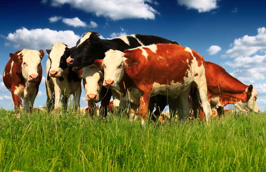 JTS_Global's tweet photo. Australia’s leading world-first
livestock tracking platform Aglive successfully piloted blockchain-powered beef traceability initiative from Australia to China, while joining forces with supply chain solutions @Australia 👍👍
#JTS 🌍♥ #AKB 

https://t.co/fhMuxwvmSq https://t.co/MuBq8YJMDt