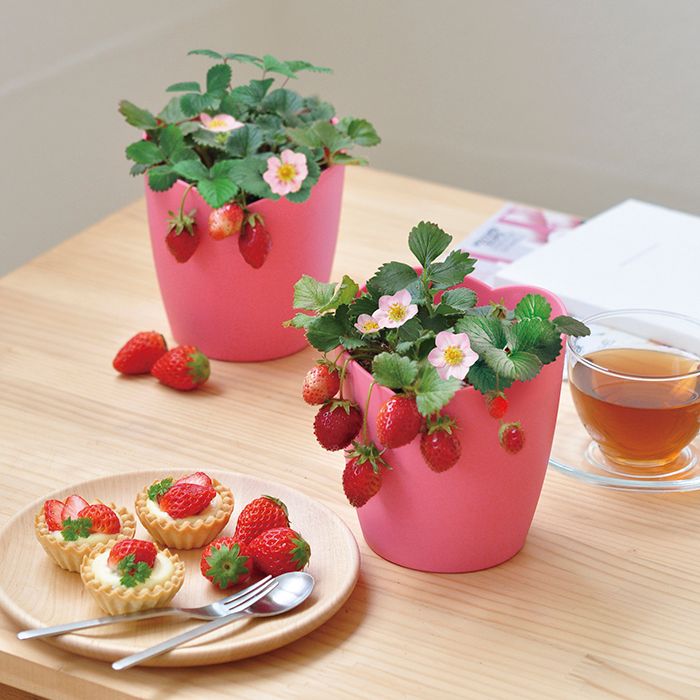 LOVEGREEN_media's tweet photo. 四季なりイチゴ ピンクの花咲くストロベリー栽培セット。大人気の栽培セットです!気になる方はお早めに🍓#LOVEGREEN #LOVEGREENSTORE #Botapii
https://t.co/J6OKVCX1M1 https://t.co/wI6uGKDTbx