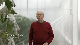 De #hulpstof #Elasto G5 kan een flinke boost geven aan het biologische product #Sonata en het chemische product #Topaz bij de behandeling van echte #meeldauw in komkommer. Hans de Ruiter licht een recente proef toe. Bekijk hier de video: youtu.be/SPlPfYQ0cwU
