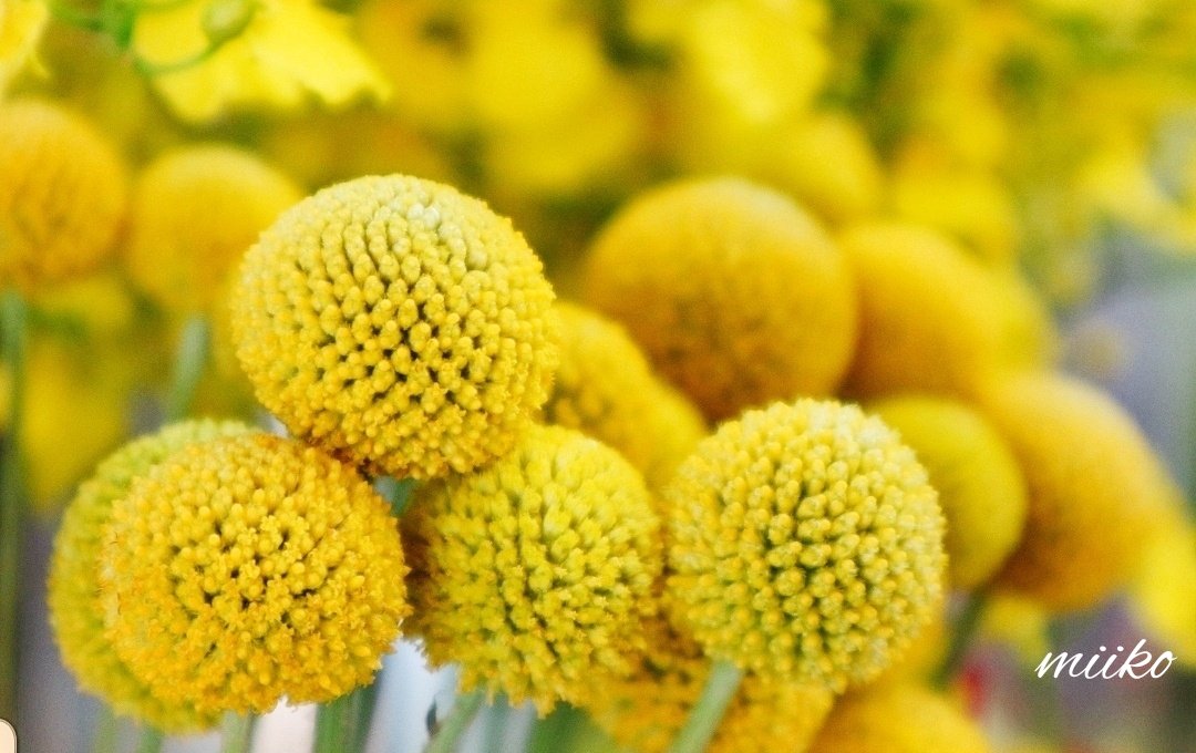 永遠の幸福 Twitter Search Twitter 永遠の幸福 Twitter Search Twitter