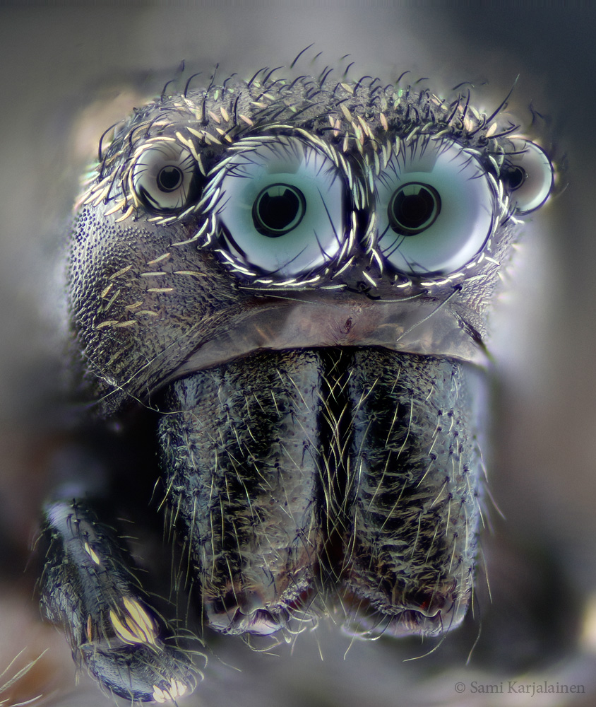 KarjalainenSami's tweet photo. I am spending this summer together with jumping spiders. #Salticidae #Heliophanus #Finland https://t.co/iKFUgkFiSb