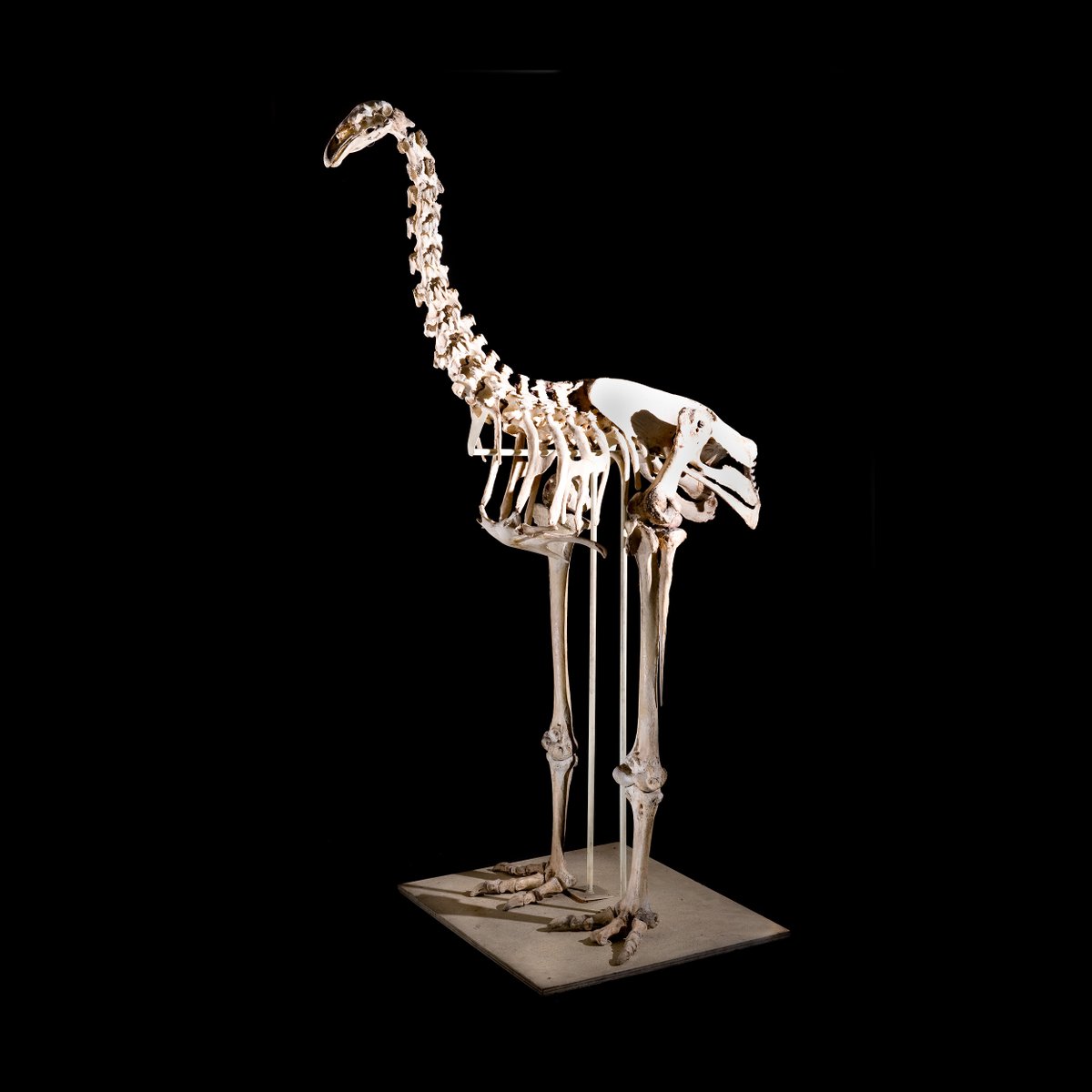 YorkshireMuseum's tweet photo. It's time for #CURATORBATTLE! 💥
Today's theme, chosen by you, is #BestBird!
We have this moa skeleton, one of the most complete ever found! This moa is an extinct, flightless bird from New Zealand and measures around 2 metres tall!
What feathered friends can beat this?🐦 https://t.co/2GjPk6muiu