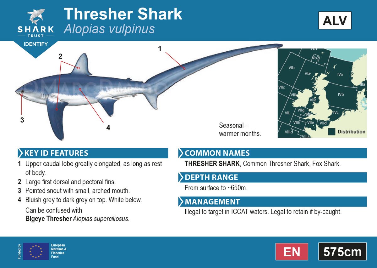 SharkTrustUK's tweet photo. #IDGuide #ThresherThursday Today's shark has an impressively long tail. #ThresherShark's use their long, whip-like tail to hunt for🐟, slinging their tail over their head into bait balls at avg. speed of 30mph! https://t.co/fVFovpZw2M https://t.co/tnI5QOGLGB