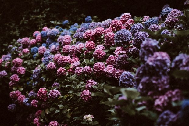 無料印刷可能ipad 壁紙 おしゃれ 高画質 花 インスピレーションを与える名言 無料印刷可能ipad 壁紙 おしゃれ 高画質 花 インスピレーションを与える名言