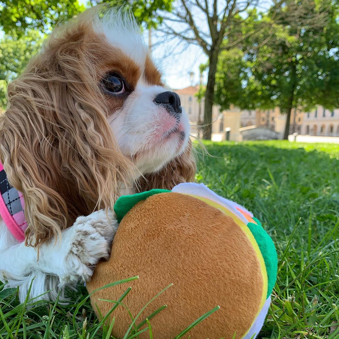 Regina8350's tweet photo. Who wants to play with me? 🐶🧡 #padua #padovacity @urban_pup #urbanpup #cavalierkingcharlesspaniel #cavalierking #cavalierkingcharlesspanielpuppy #cavalierkingcharlesspanielsofinstagram #cavalierofinstagram #cavalierworld #cavlife #cavlovers #cavaliers #cavalierpuppy https://t.co/fF2bISzuCI