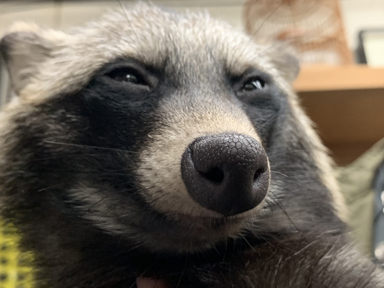 たぬきページ クマとたぬき(2) ピクシブエッセイ 中古漫画・コミック | ブック