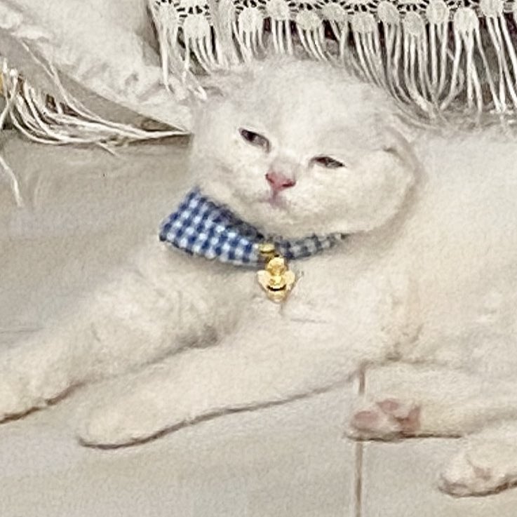 ૮꒰˵• ﻌ •˵꒱ა tweet media