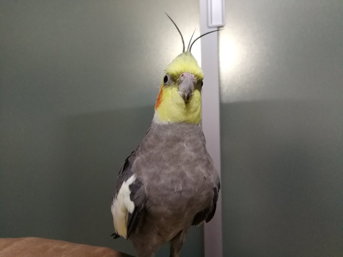 ルカ30 触覚オカメ 鳥のおもしろ顔で元気になろう