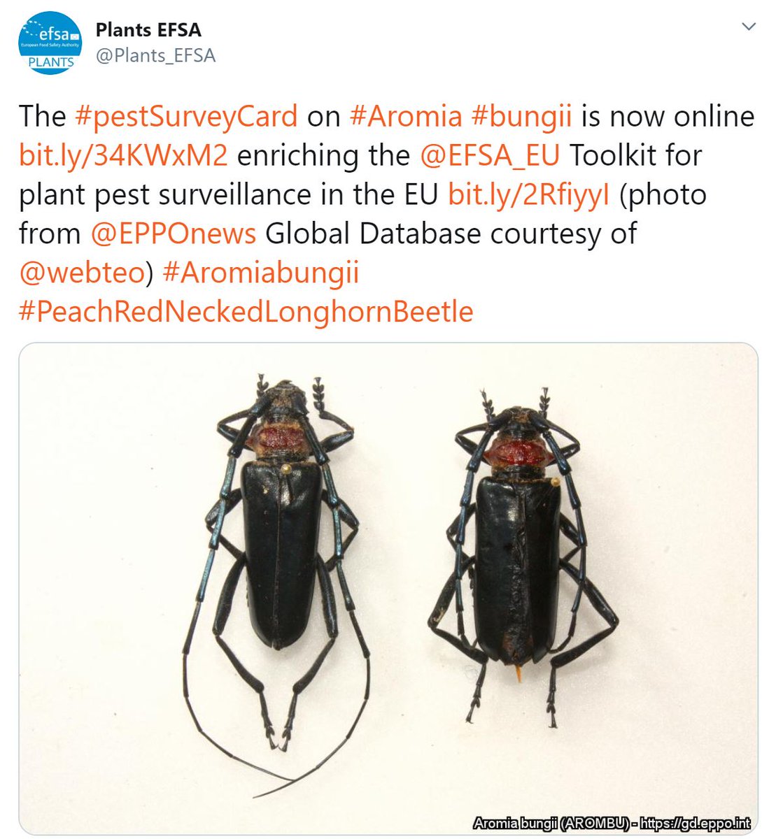 Plants_EFSA's tweet photo. #Aromia bungii is an important #quarantinepest for Europe, included among the #prioritypest and causing outbreaks in EU. @EFSA_EU contributed with its report on impacts 10.5281/zenodo.2786515 , a #surveycard https://t.co/FpxXh4YHXT and now a #storymap https://t.co/scPitPZh2h https://t.co/FYOK0I5JJH