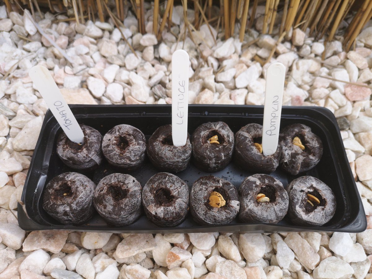 annburkey's tweet photo. Camerons fruit and vegetables are looking fab from #POLOlearning. His lettuce is blooming and big enough to re-pot. @WhiteleesPS @EdScotOL @ScotOutdoors @EducationScot #outdoorlearning #homeschooling https://t.co/4BROIVBewL