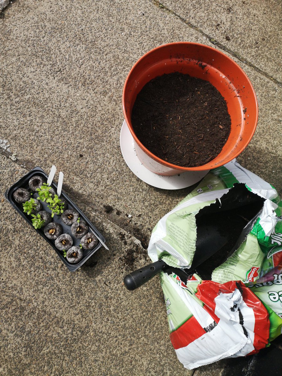 annburkey's tweet photo. Camerons fruit and vegetables are looking fab from #POLOlearning. His lettuce is blooming and big enough to re-pot. @WhiteleesPS @EdScotOL @ScotOutdoors @EducationScot #outdoorlearning #homeschooling https://t.co/4BROIVBewL