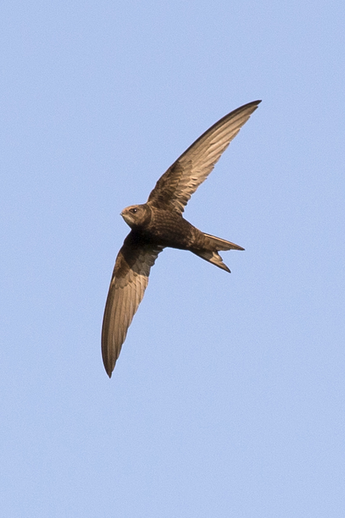 ThamesWeyGroup's tweet photo. Keep your eyes on the sky for the iconic swift as they start to return from Africa to nest in the local area.
If youโre lucky to spot one, please report your sighting to Surrey Bird Club - conservation@surreybirdclub.org.uk
#NaturalWoking Photo by James Sellen https://t.co/KslhhK1EfA