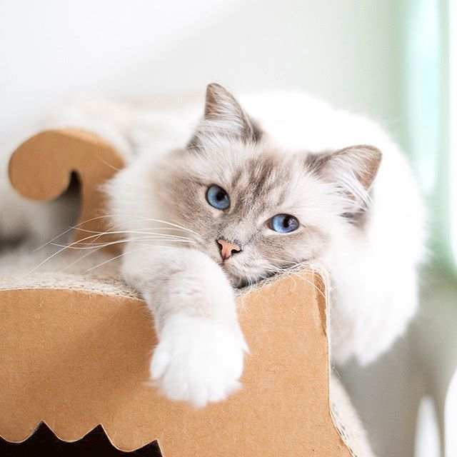 catsflok's tweet photo. #cats #catlovers https://t.co/xrqLYgqOnz