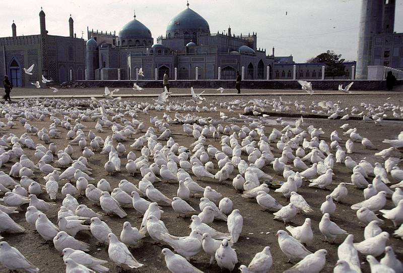 BiruniKhorasan's tweet photo. The Blue Mosque of Mazar-i Sharif.

Legend says doves are pure white because of the sanctity of the mosque, and that if a dove with a speck of colour flies in, it too will turn white.

About 10,000 white doves are said to roost atop the Blue Mosque's spiral minarets and arches. https://t.co/JKyjB2LlCU